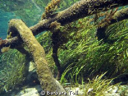 Rainbow River
Florida by Barbara Toll 